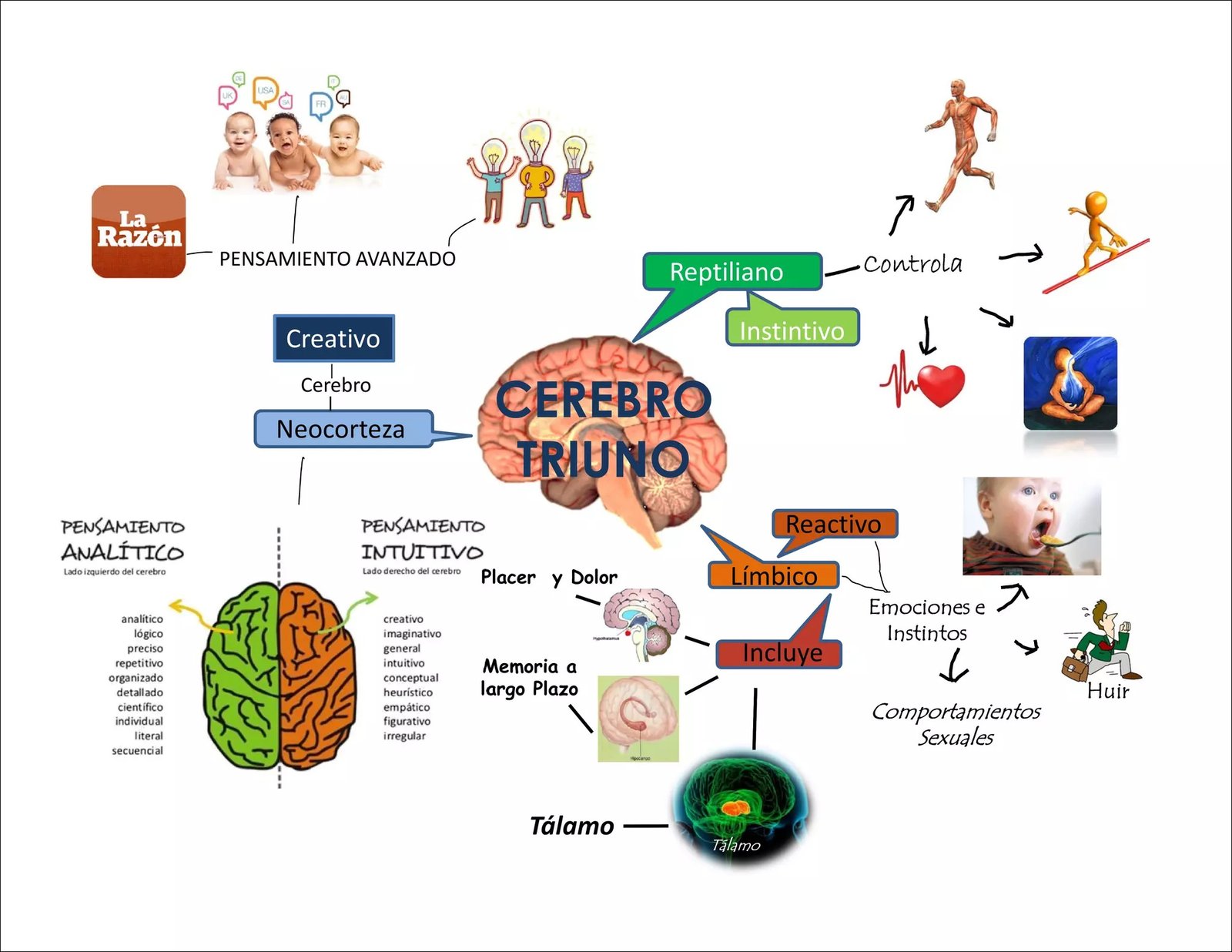 Mapa mental com CEREBRO no centro, ramificando-se para Neocorteza e TRIUNO