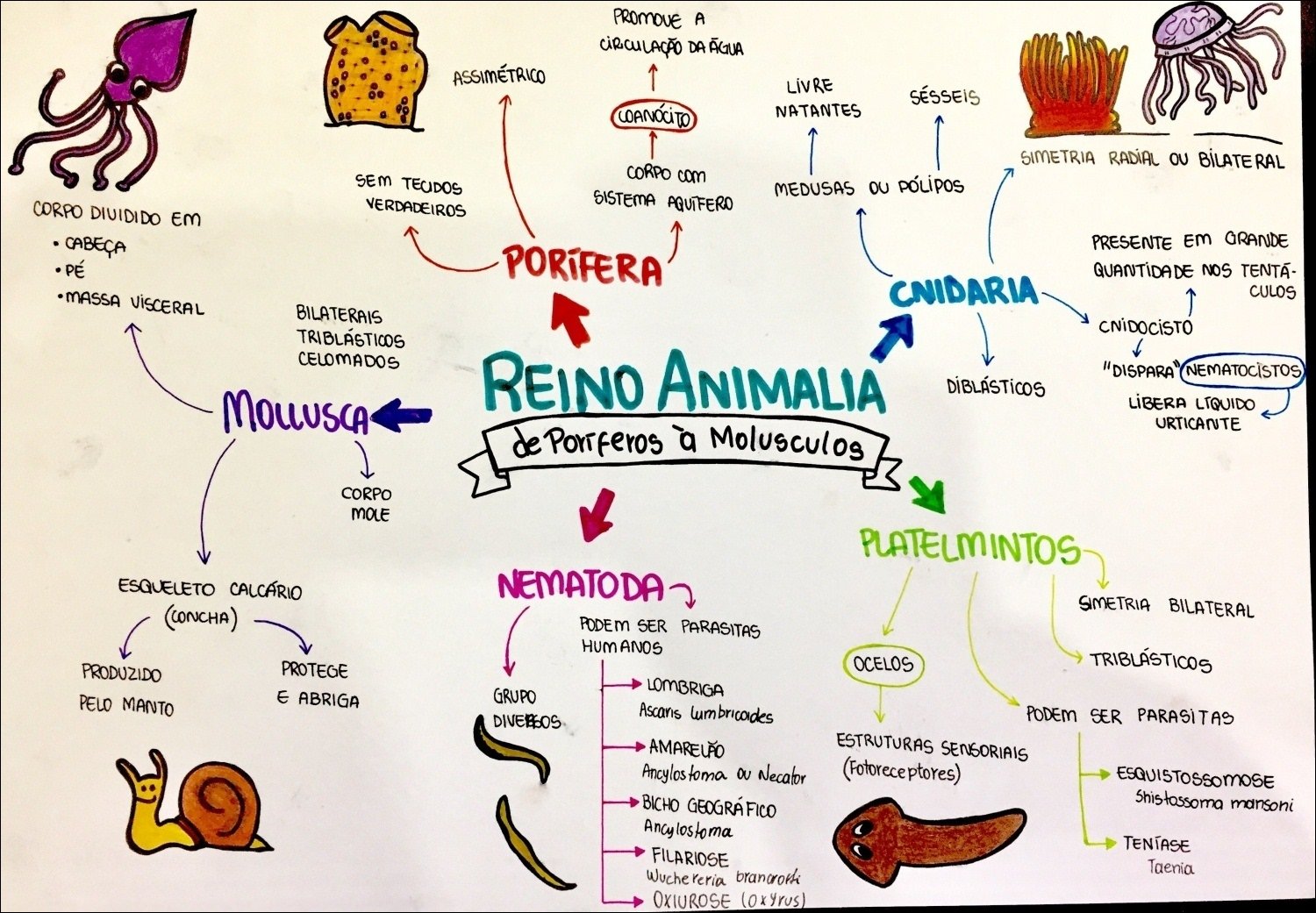 Características de animais invertebrados