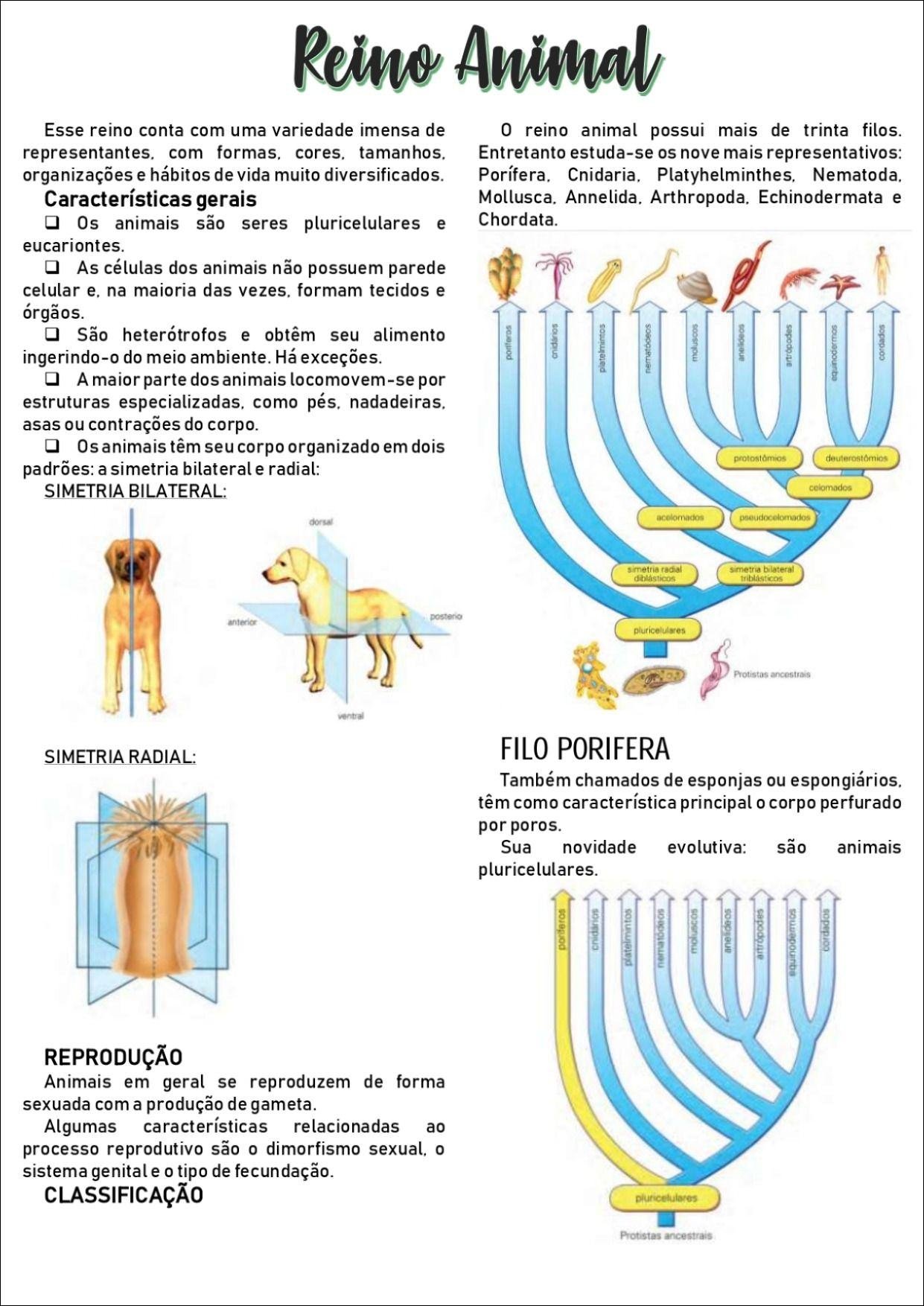 Mapa mental com Reino Animal no centro, ramificando-se para Porífera, Cnidaria, Platyhelminthes, Nematoda