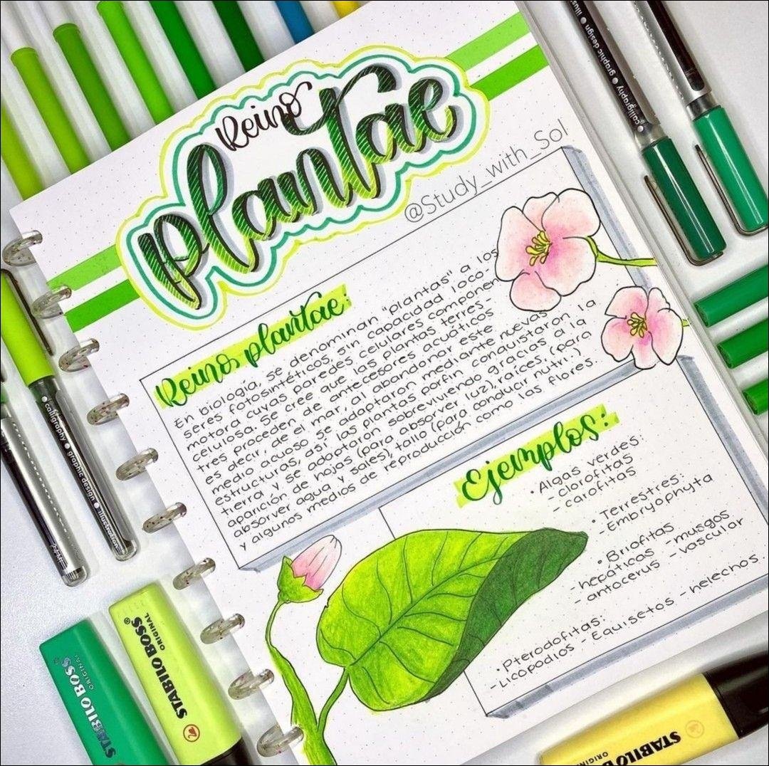 Mapa mental com Plantae no centro, ramificando-se para Reino, illus e calligraphy