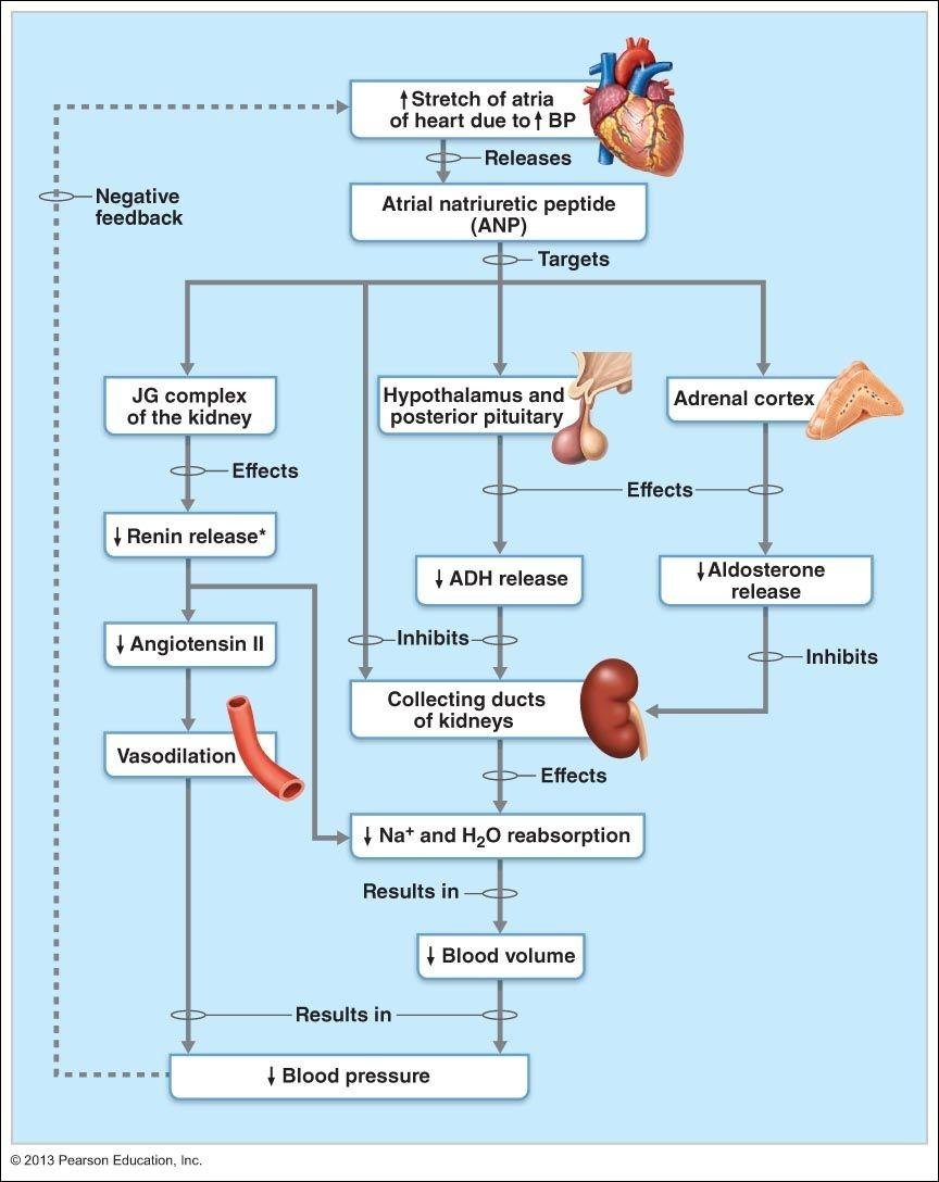 Mapa mental com Stretch of atria no centro, ramificando-se para Releases e Negative