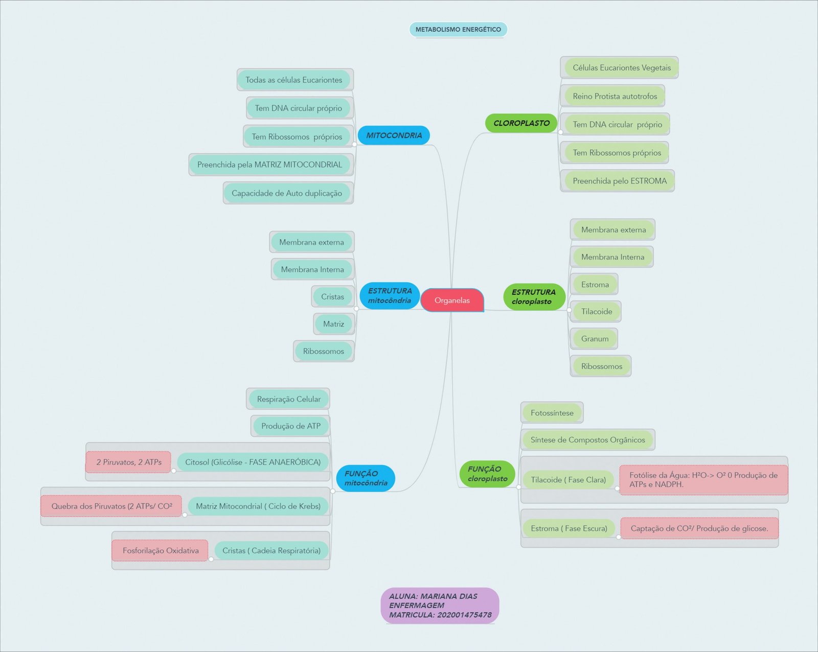 Metabolismo Energético em Células Eucariontes Vegetais
