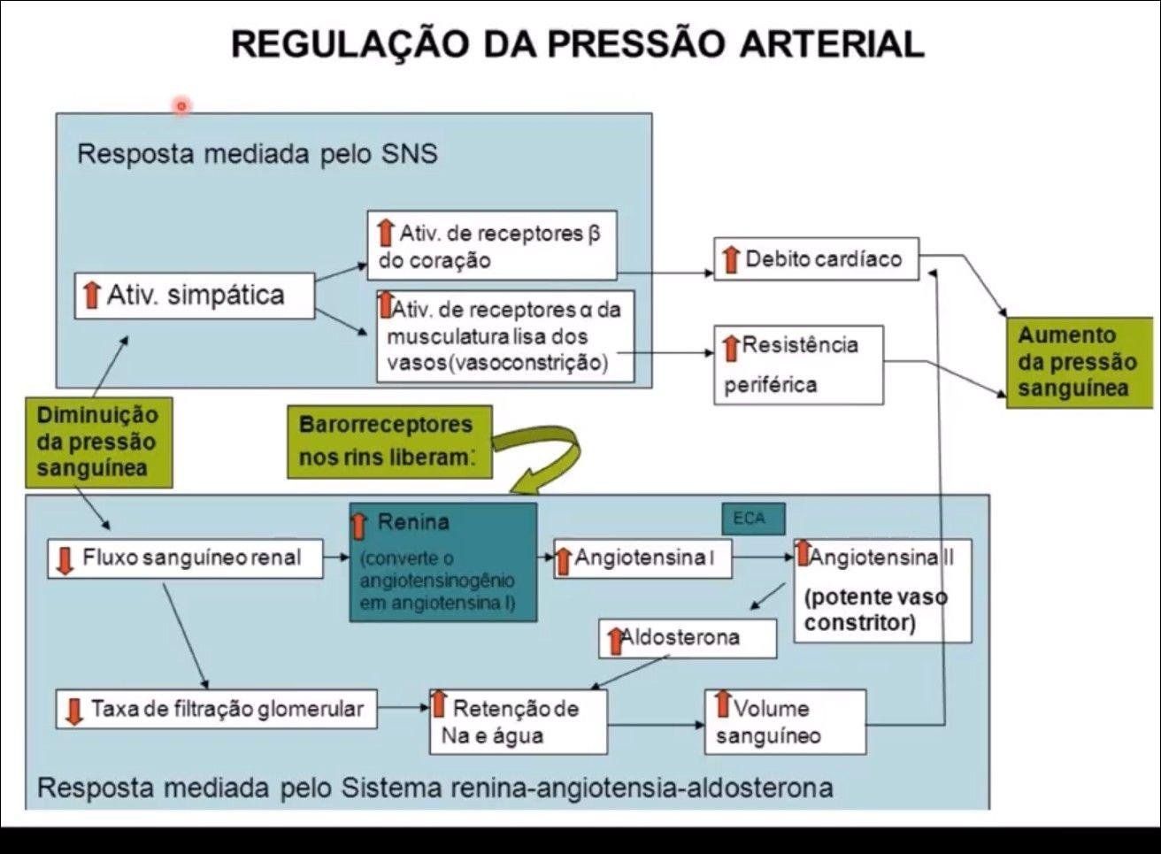 Mapa mental com Regulação da Pressão Arterial no centro, ramificando-se para Resposta Mediada pelo SNS e Atividade de Receptores B