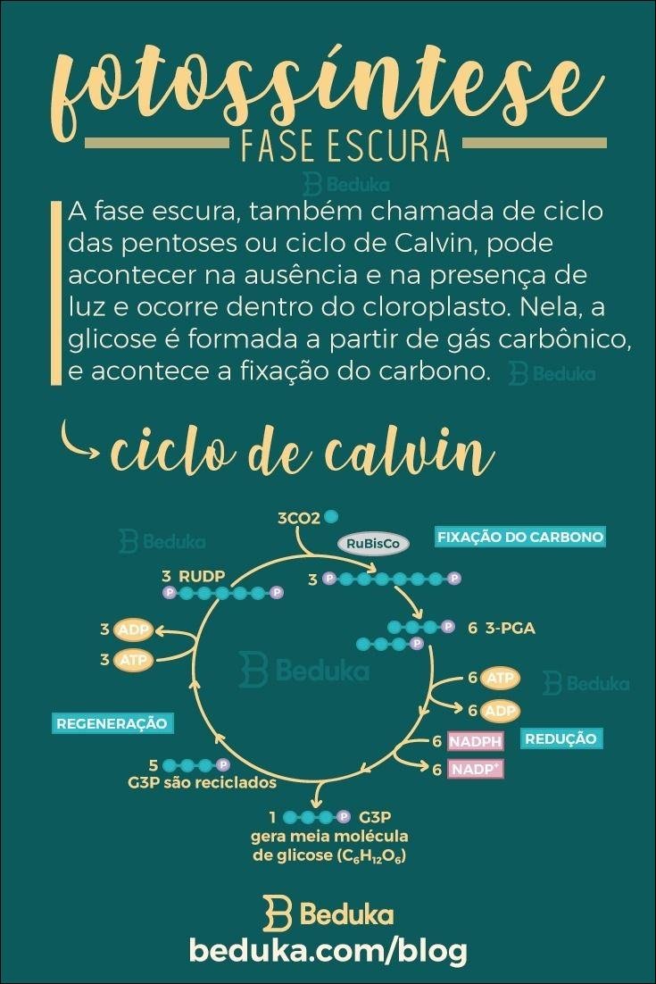 Mapa mental com fotossíntese no centro, ramificando-se para FASE ESCURA e ciclo de Calvin