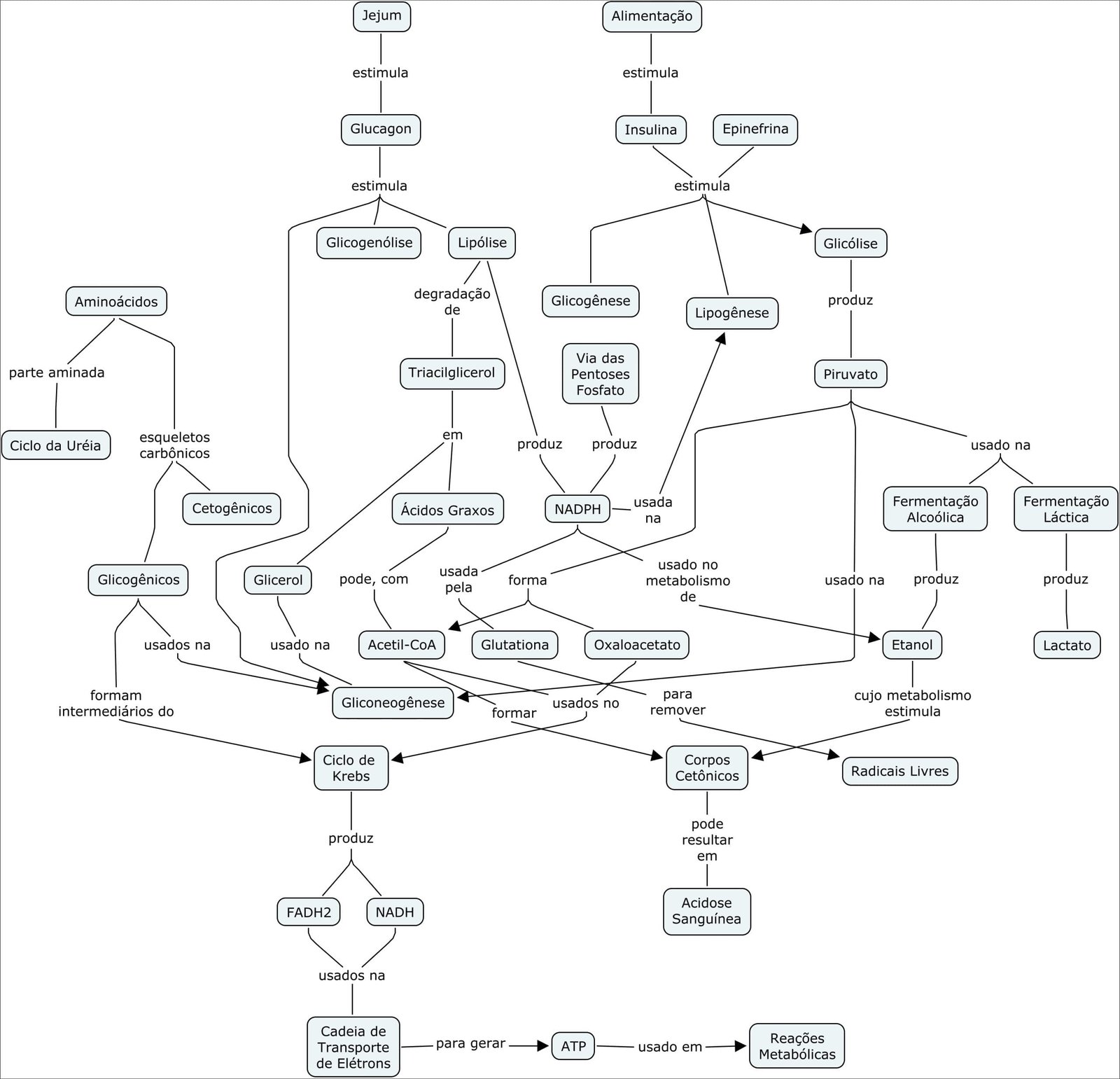 Metabolismo de carboidratos e lipídeos