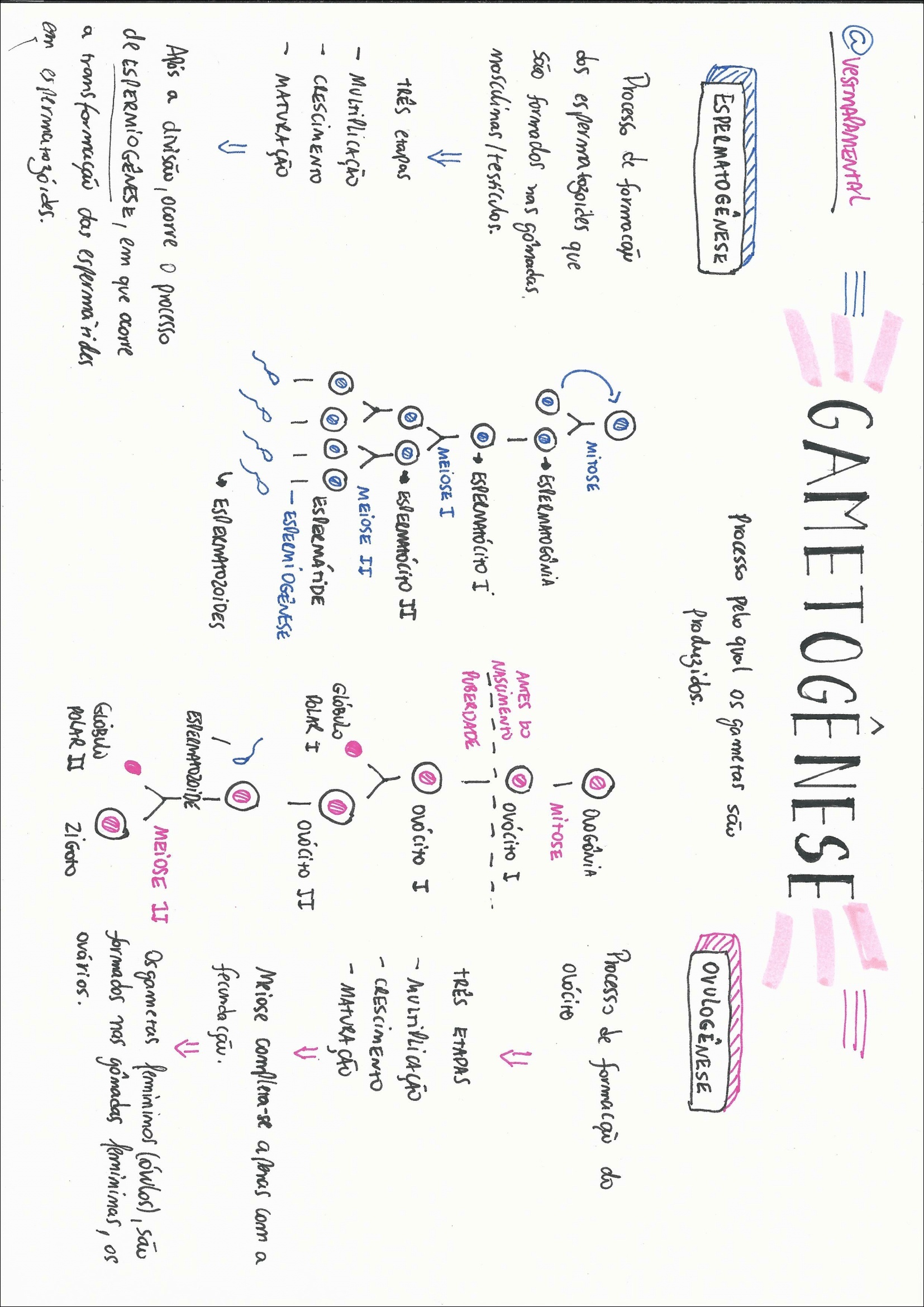 Mapa Mental Sobre Puberdade Fdplearn 2880