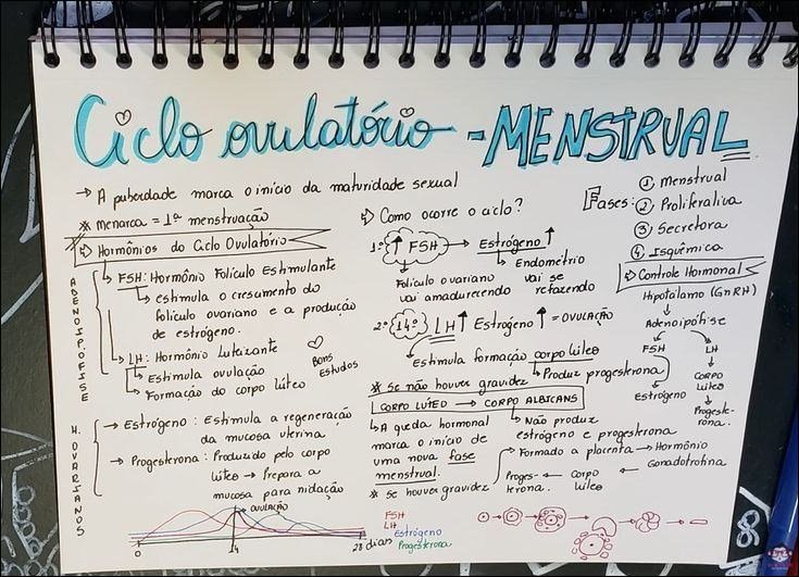 Mapa mental com Ciclo ovulatório ME NSTRUAL no centro, ramificando-se para A puberdade marca oinicio da maturidade sexual e I menstrual