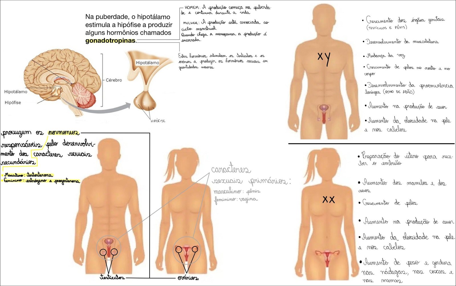 Mapa mental com HOMEM no centro, ramificando-se para A produção começa na puberdade, MULHER e TESTÍCULOS E PÊNIS