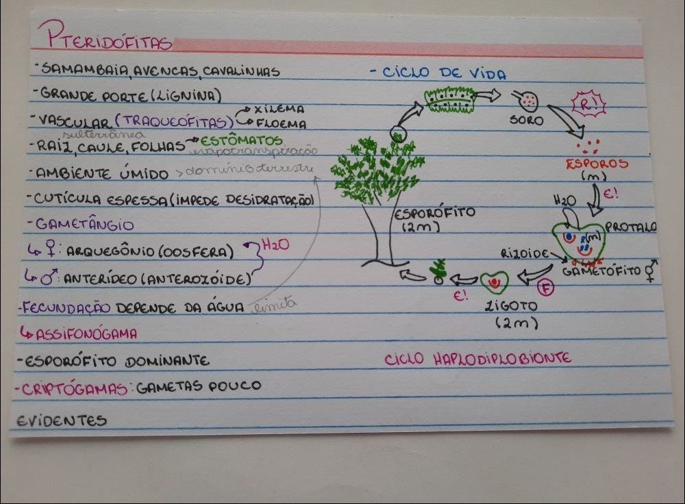 Mapa mental com PTERIDOFITAS no centro, ramificando-se para SAMAMBAiA, AVENCAS e CAVALINHAS