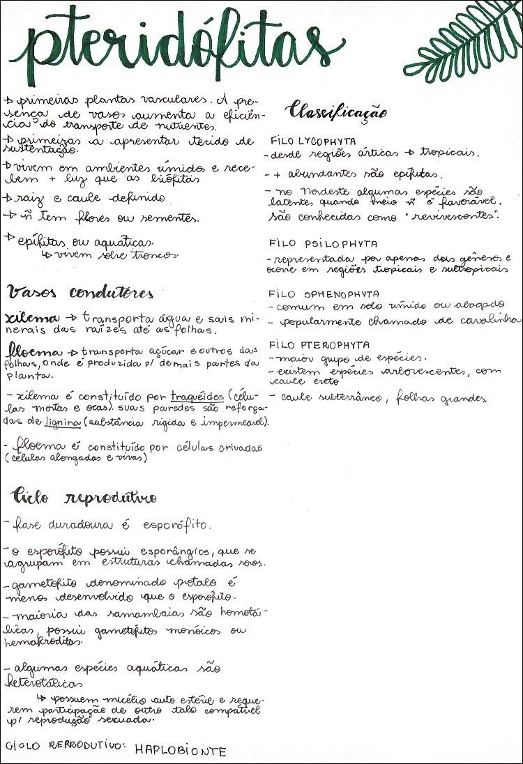 Mapa mental com pteridófitas no centro, ramificando-se para A primeiras plantas vasculares e sença aumenta eficien