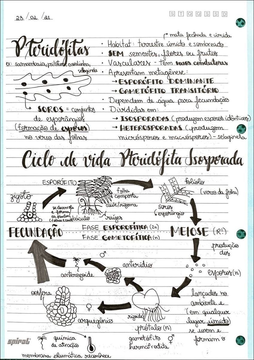 Mapa mental com Pteridéfitas no centro, ramificando-se para SEM sementes, flores ou frutos e Vasculares - tem vasos condutores