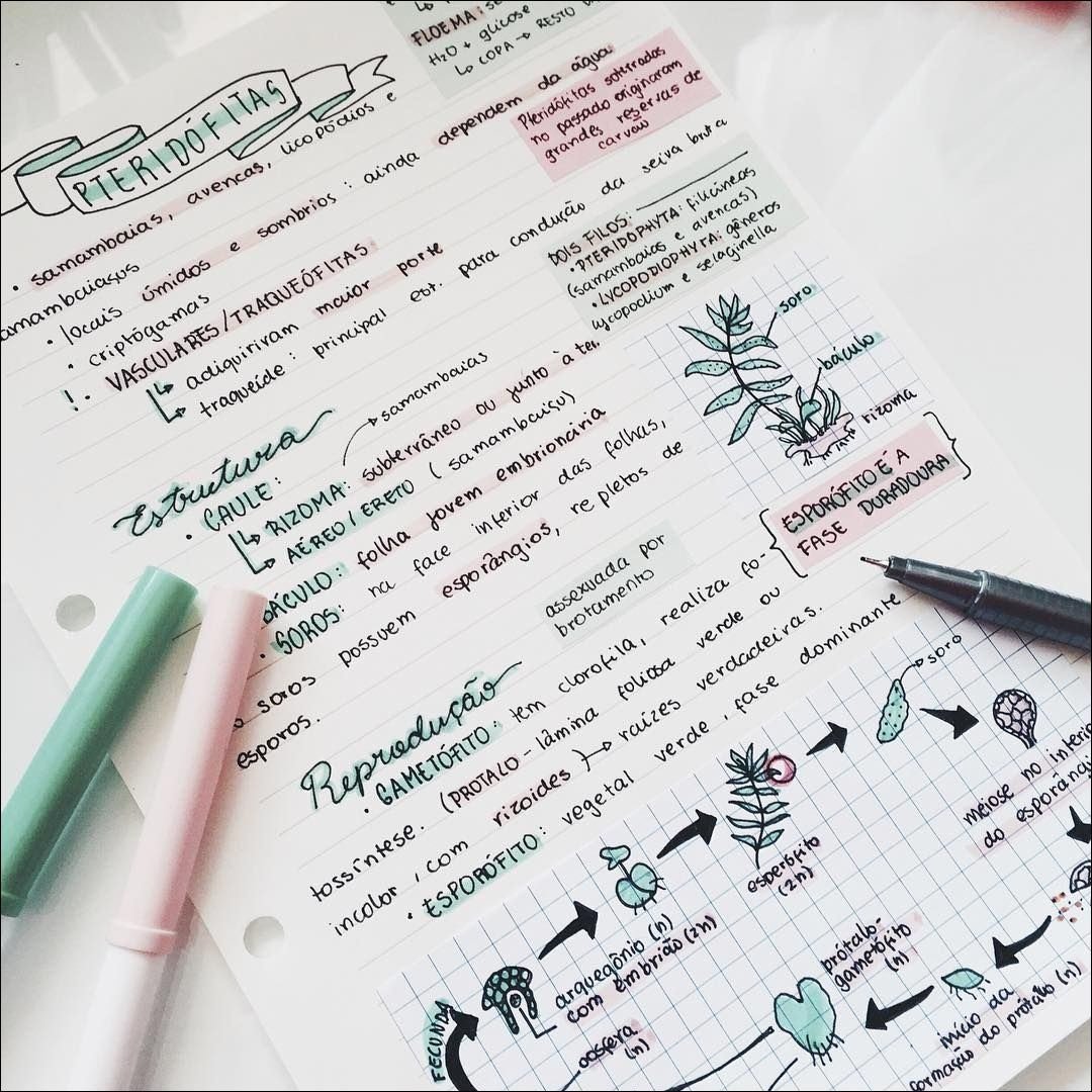 Mapa mental com Pteridófitas no centro, ramificando-se para Samambaias, Avenca e Licópodios