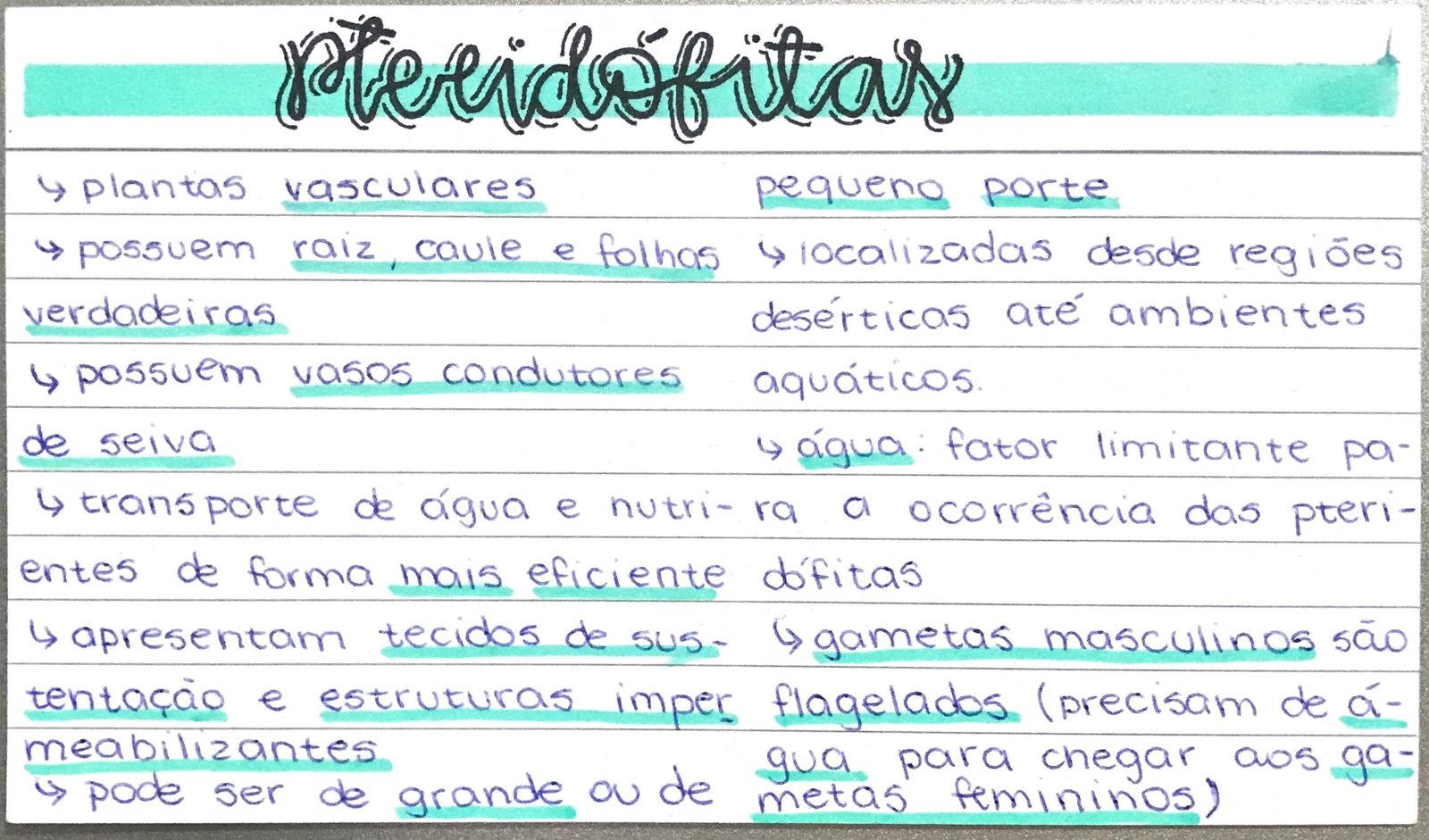 Mapa mental com Pteridofitas no centro, ramificando-se para plantas vasculares e pequeno porte