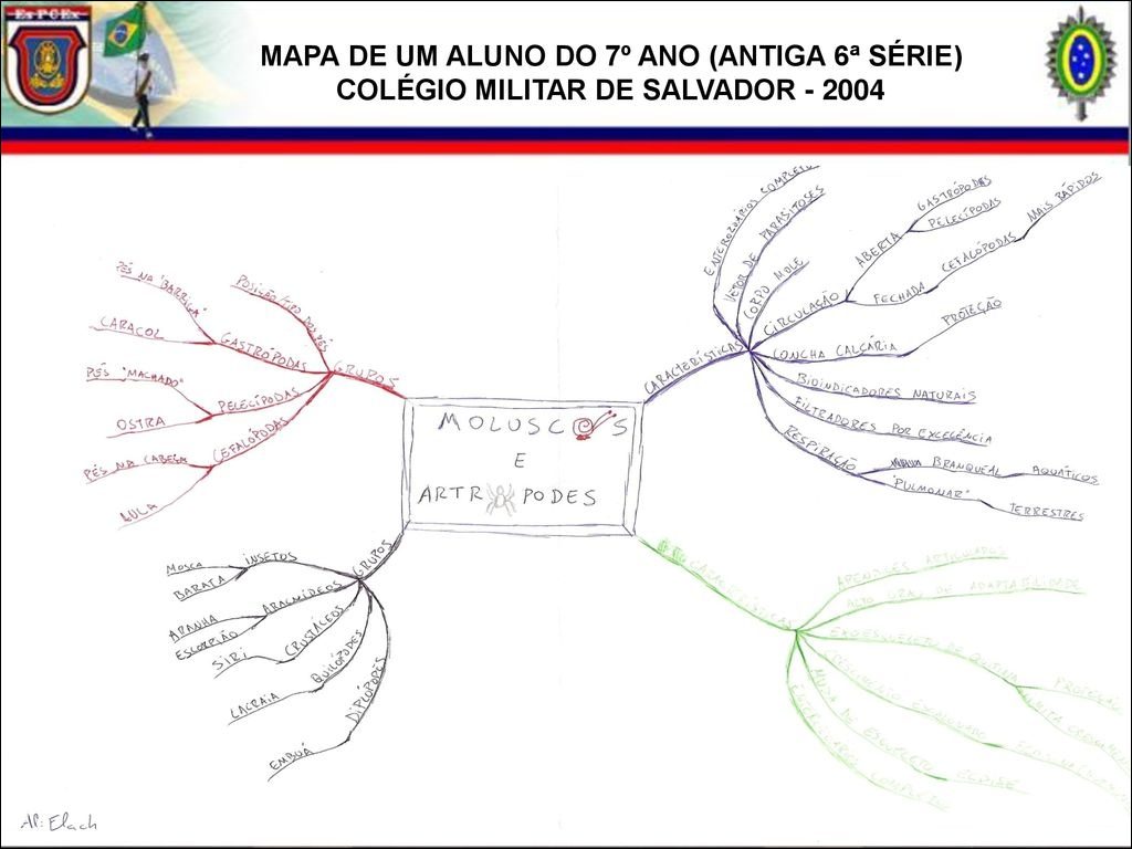 Mapas Mentais Sobre Moluscos Study Maps