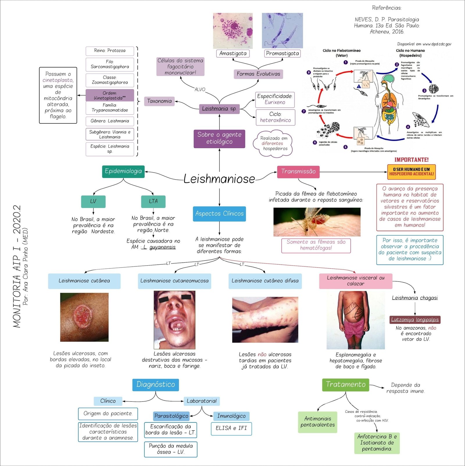 Leishmaniose, ciclo e taxonomia