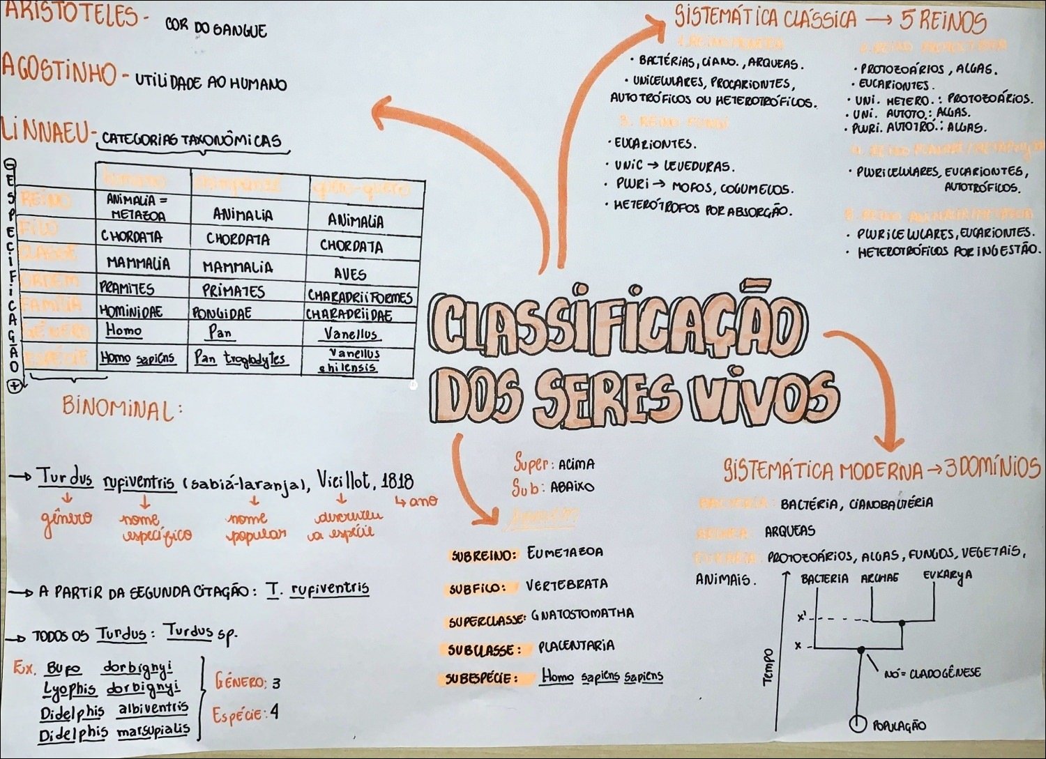 Mapa mental com CHORDATA no centro, ramificando-se para vanellus e REINO