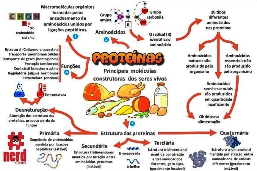 Mapa mental com Proteínas no centro, ramificando-se para Transporte membrana celular e Transporte de gases hemoglobina