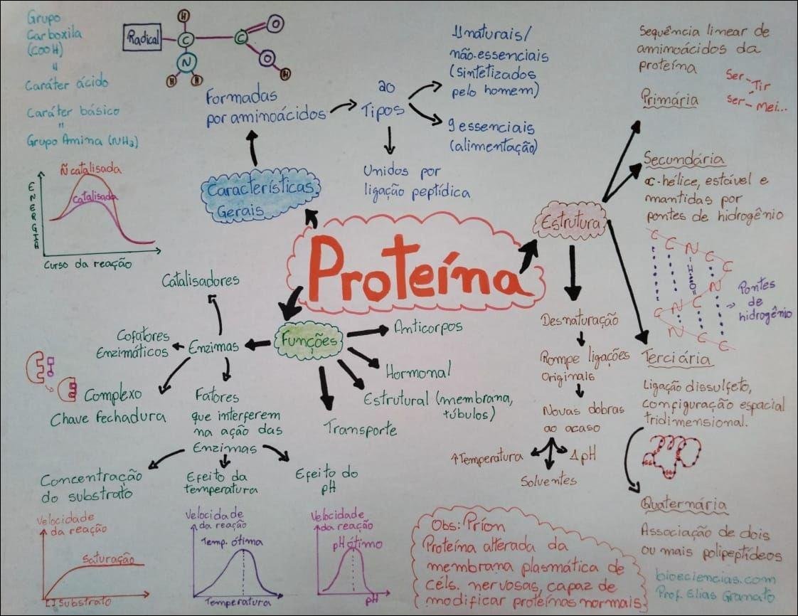 Estrutura e Função das Proteínas