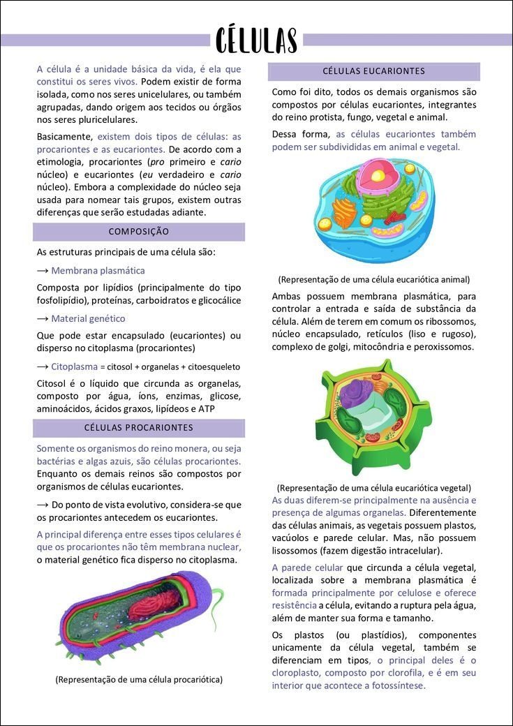 Mapa Mental Sobre CELULAS EUCARIONTES - Study Maps