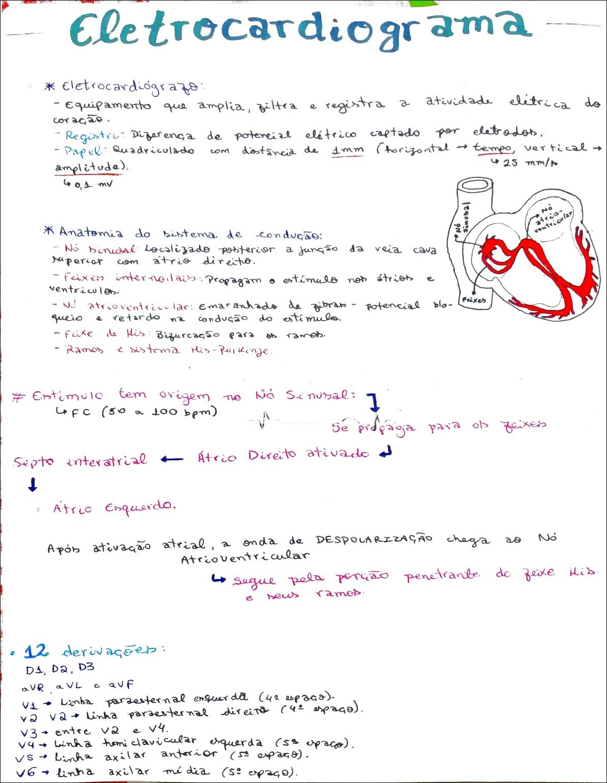 Eletrocardiograma: Anatomia e Funcionamento do Sistema Cardíaco
