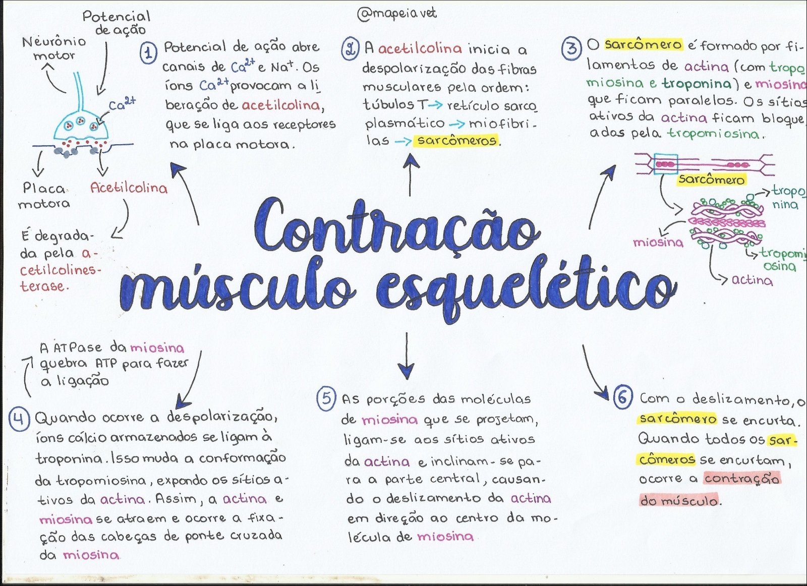 Mapa mental com Potencial no centro, ramificando-se para de ação e Neurônio