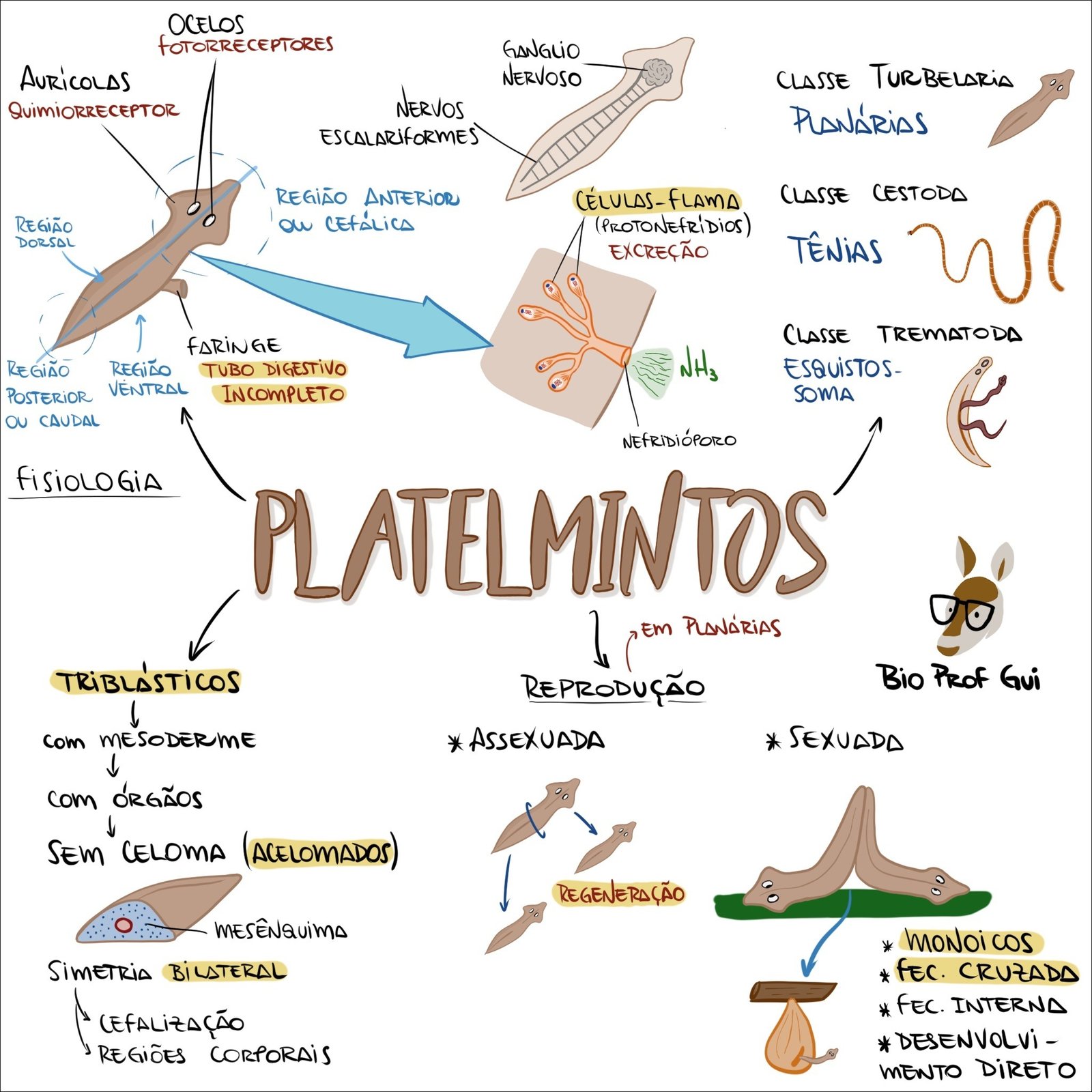 Mapa mental sobre Platyhelminthes, com ramificações sobre Regiões Corporais, Simetria Bilateral e Regeneração