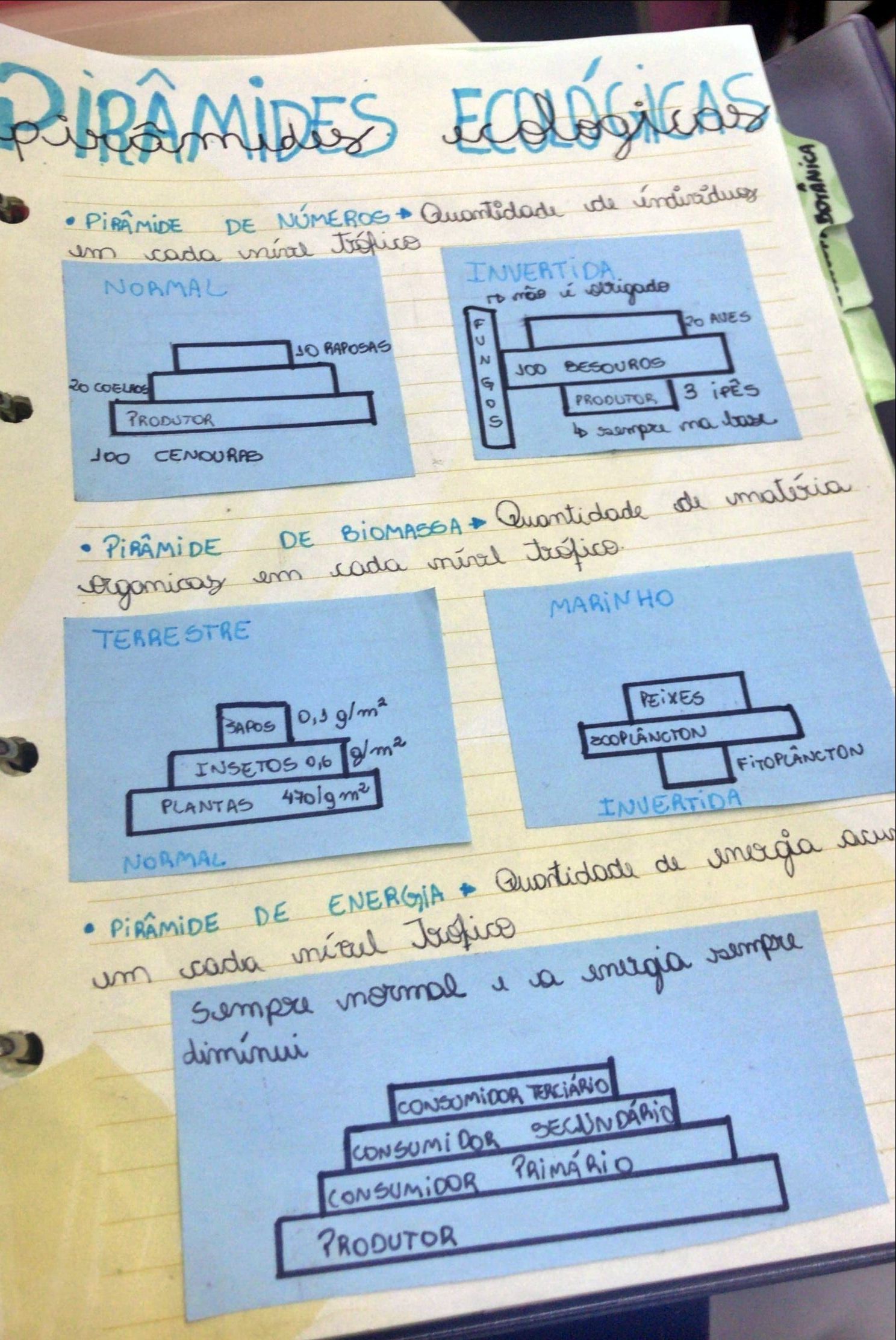 Mapa mental com Pirâmides Ecológicas no centro, ramificando-se para Pirâmide de Números, Quantidade de Individuals e Normal Invertida