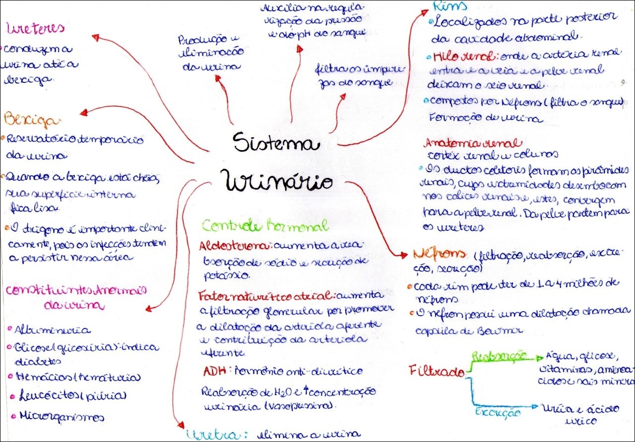 Mapas Mentais sobre FORMAÇÃO DA URINA - Study Maps