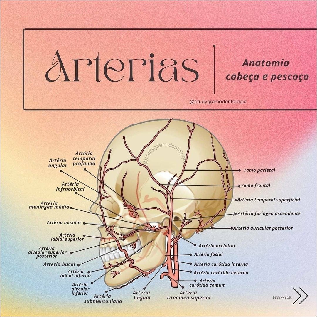 Mapa mental com Anatomia no centro, ramificando-se para Arterias, cabeça e pescoço