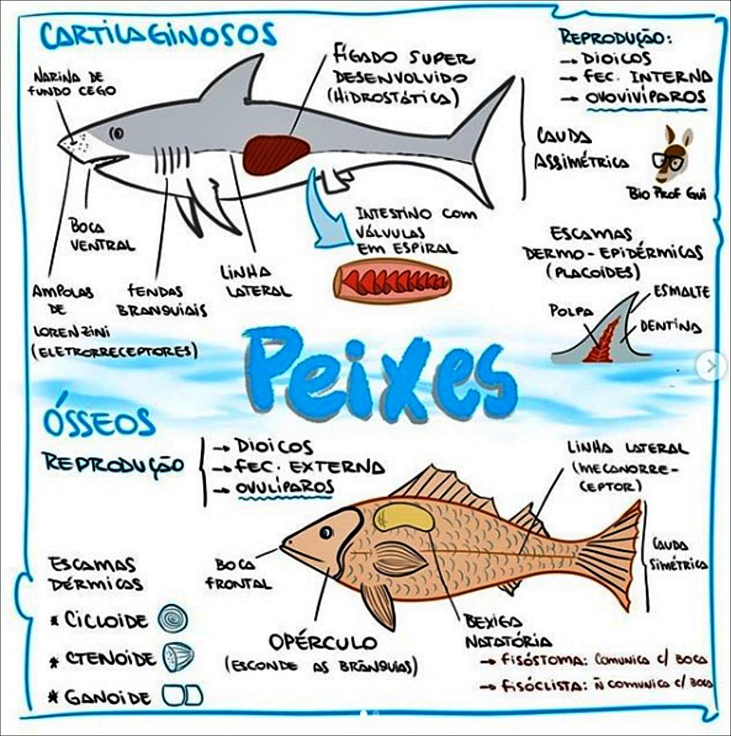 Mapas Mentais Sobre Peixes Study Maps The Best Porn Website