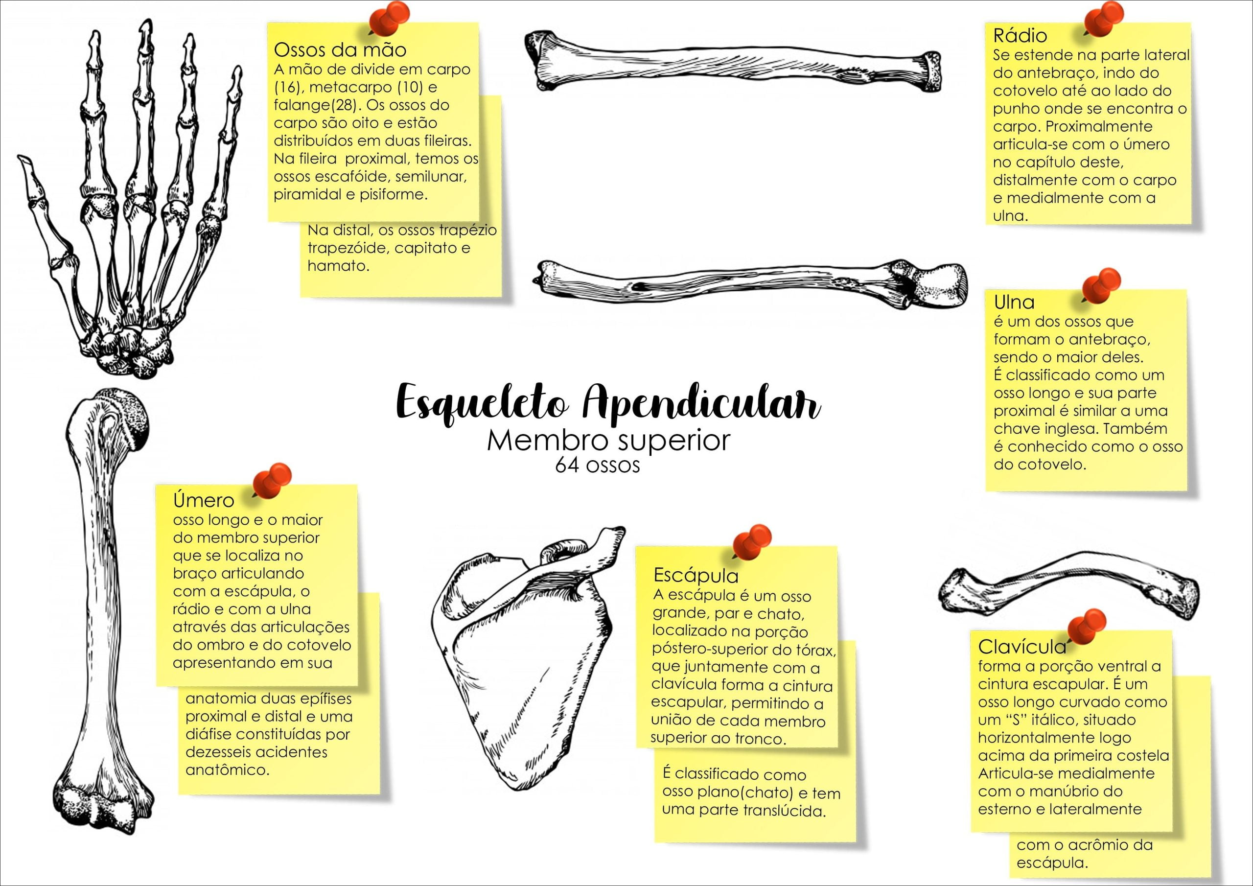 Anatomia Mão Humana Ossos Cintura Escapular Ombro Antebraço