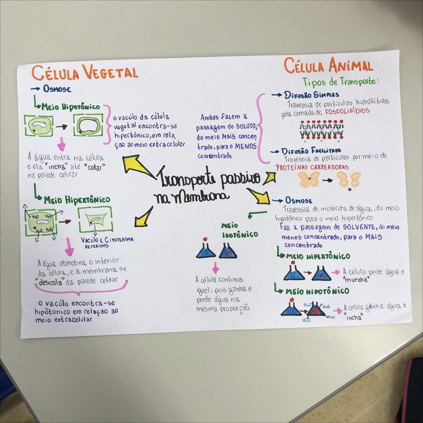 Mapa mental com CÉLULA ANIMAL no centro, ramificando-se para CÉLULA VEGETAL e Tipos de Transporte
