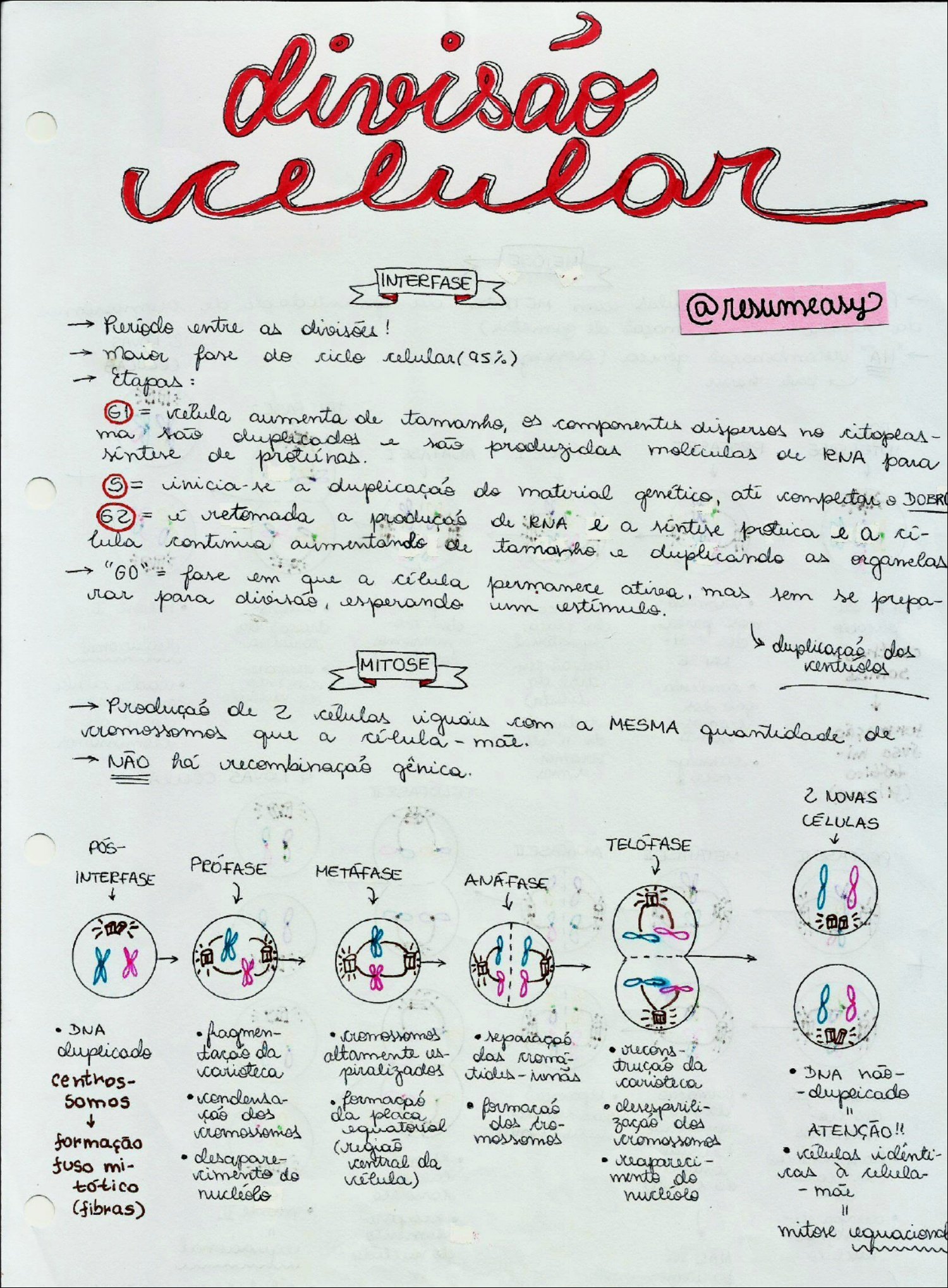 MAPA MENTAL DIVISÃO CELULAR - Biologia Celular