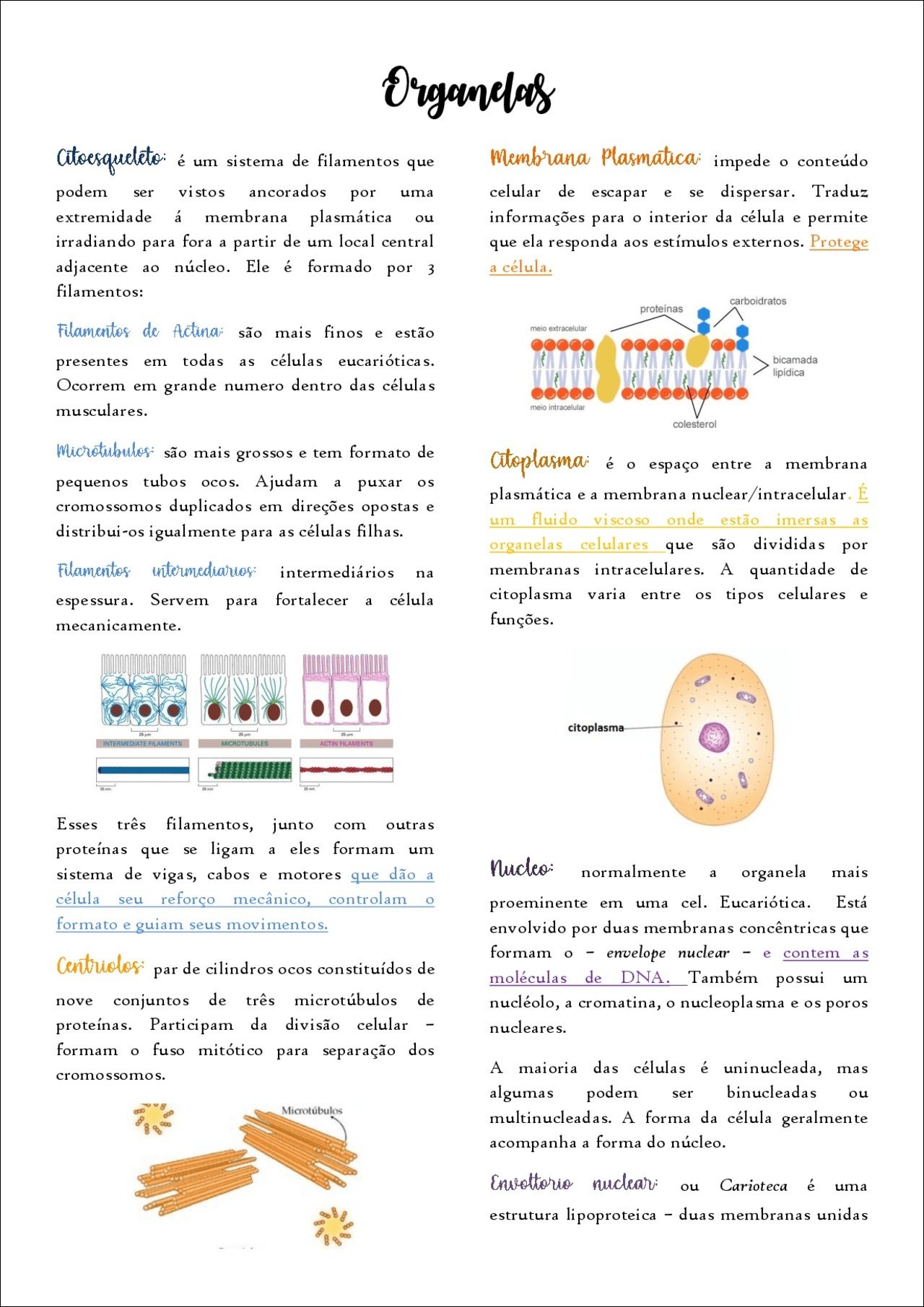 Mapa mental com Organelas no centro, ramificando-se para Membrana Plasmatica e Citoesqueleto