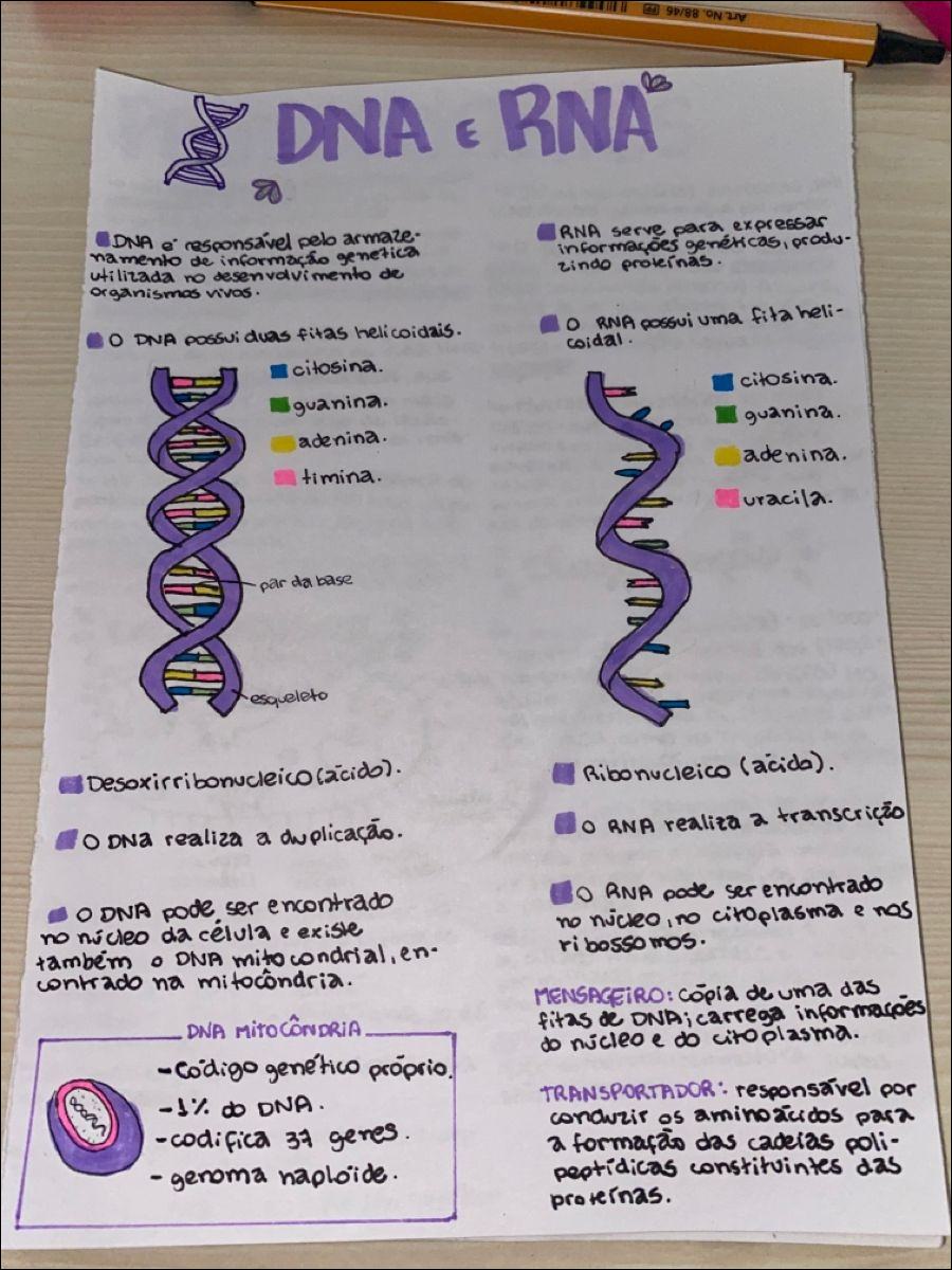 Mapas Mentais Sobre Dna E Rna Study Maps