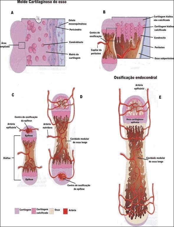 Mapa mental sobre o Molde Cartilaginoso do osso, com ramificações para Cartilagem hialina, Célula e Condrocito