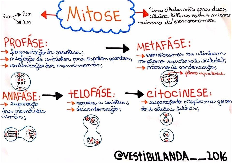 Processo da Mitose e seus Estágios