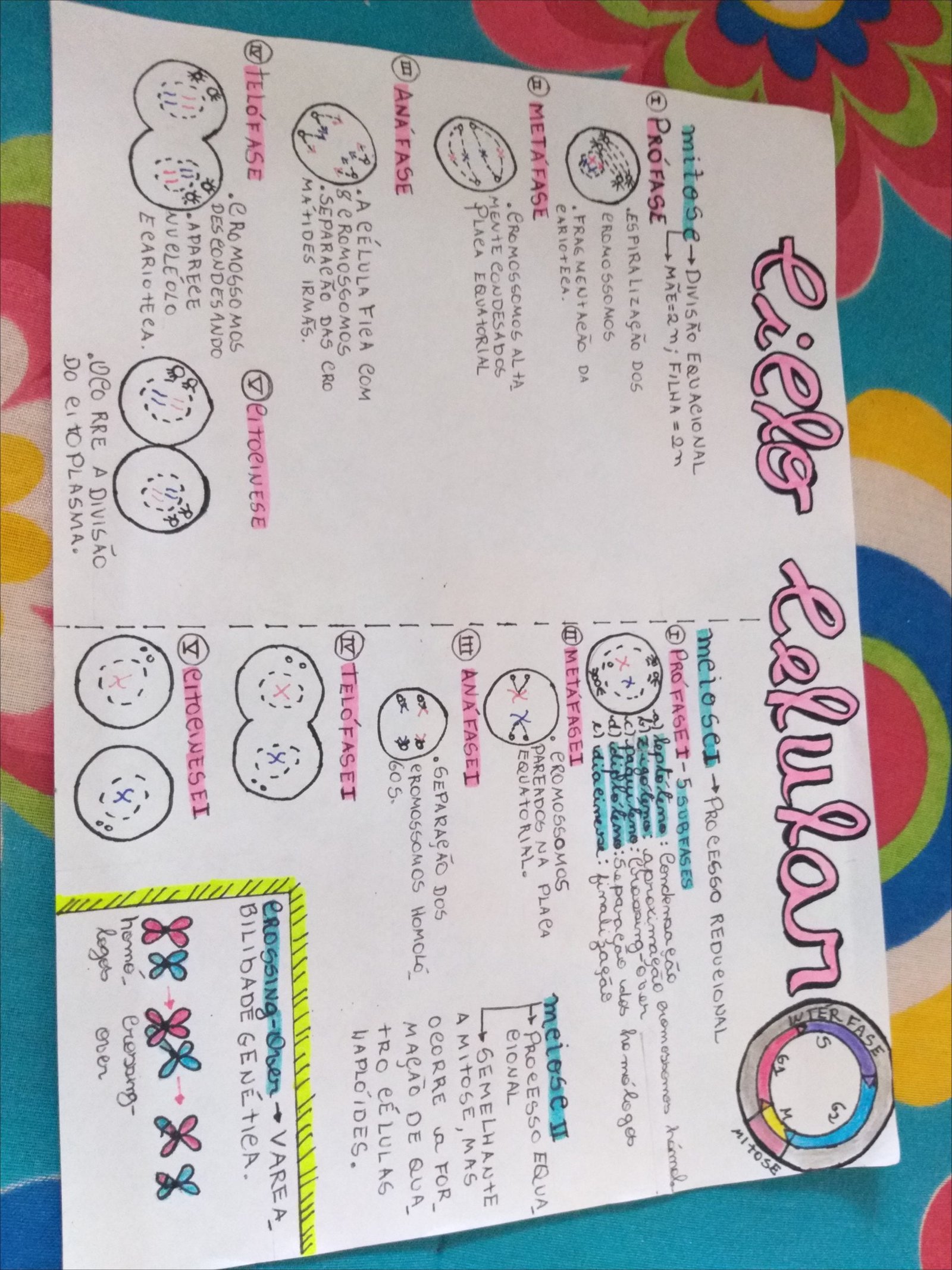 Mapa mental sobre Mitose, ramificando-se para ProfaSei5 Subfases e Troca de Células