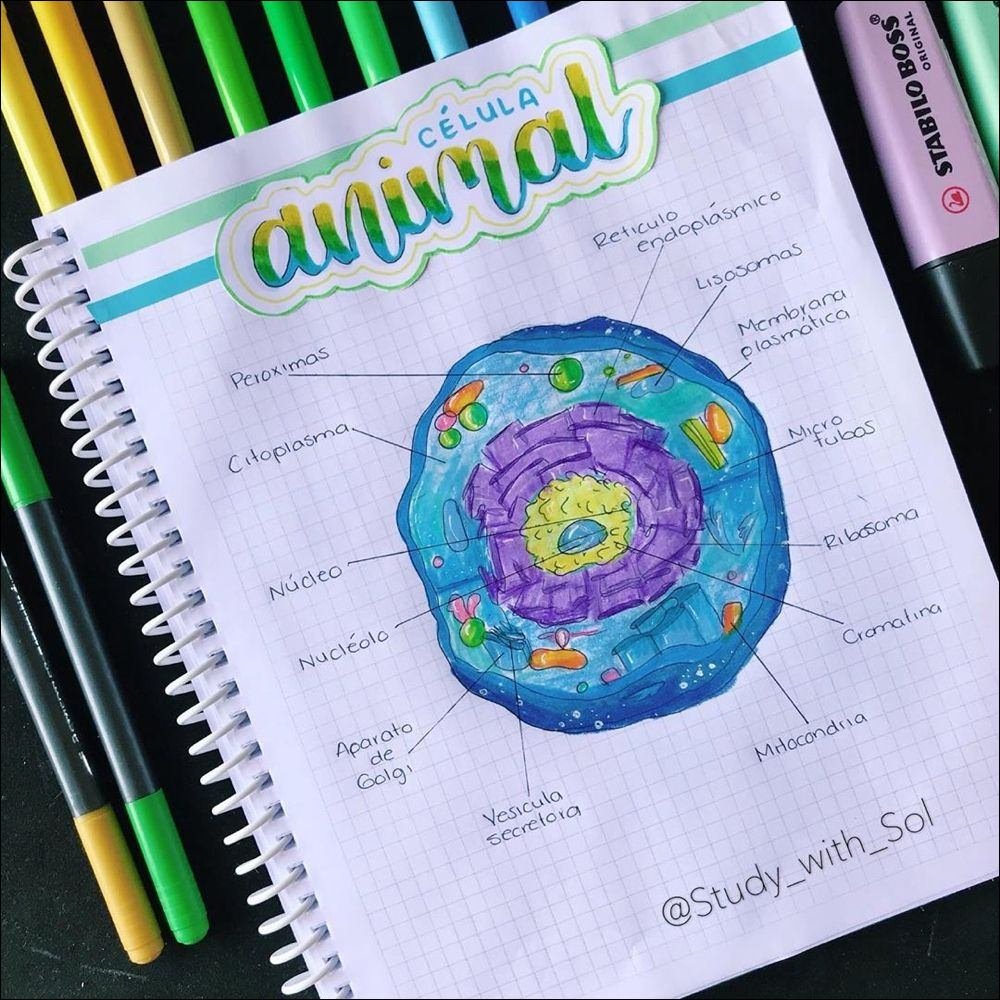 Mapa mental com CÉLULA no centro, ramificando-se para ANIMAL e ORIGINAL