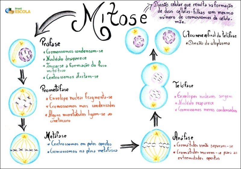 Mapa mental com Divisão Celular no centro, ramificando-se para Mitose e Cromossomos