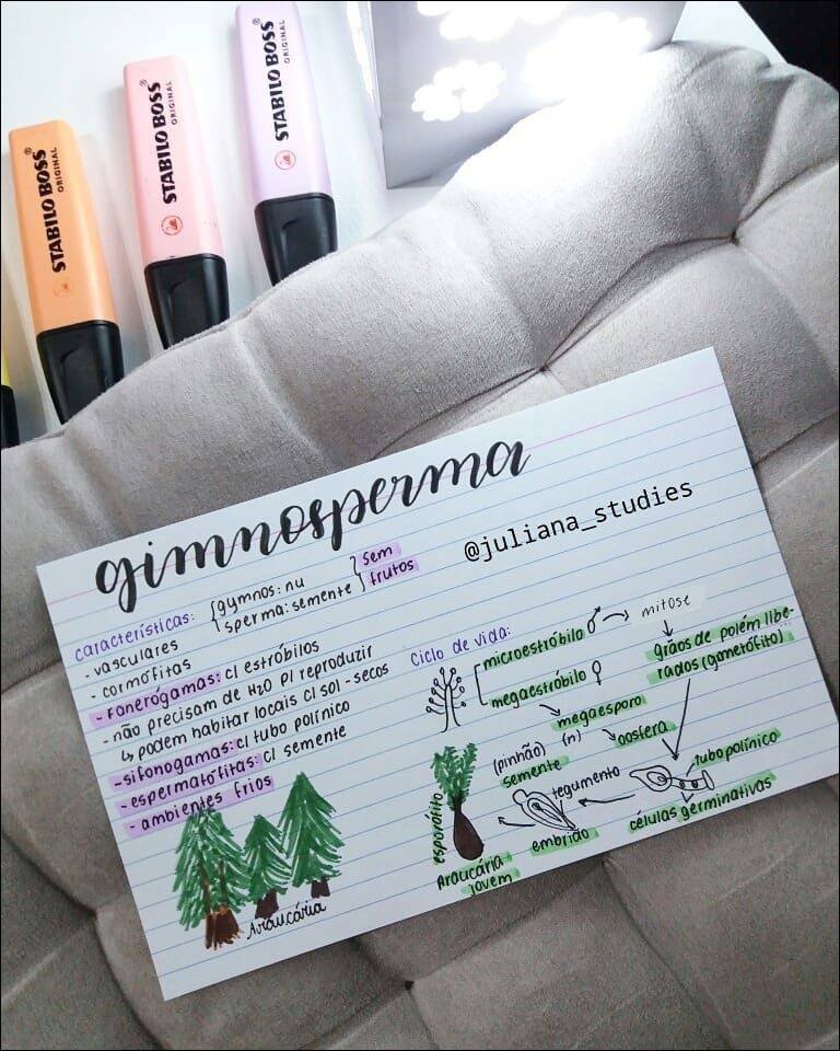 Mapa mental com a palavra ORIGINAL no centro, ramificando-se para gimnosperma e caracteristicas