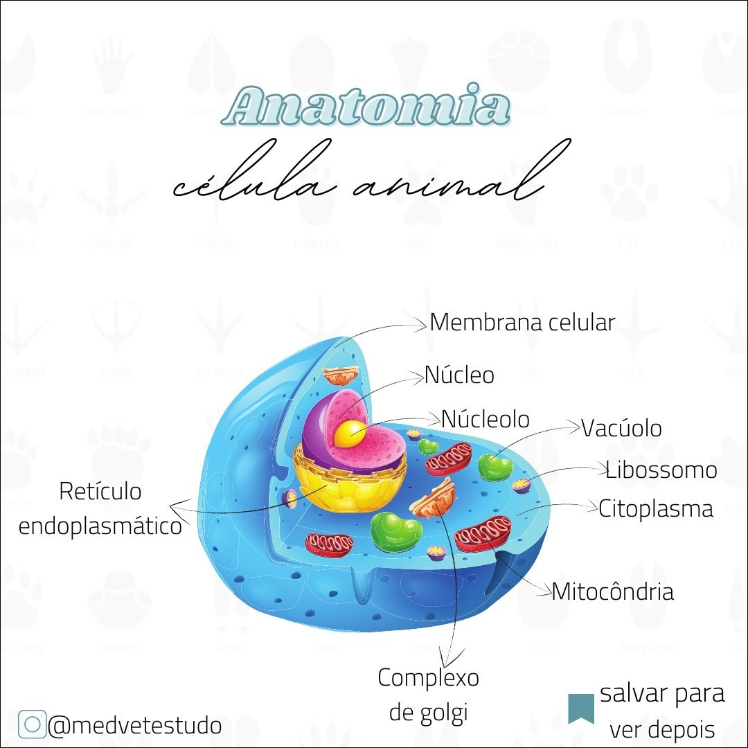 Mapa mental com Anatomia no centro, ramificando-se para Célula Animal e Membrana Celular