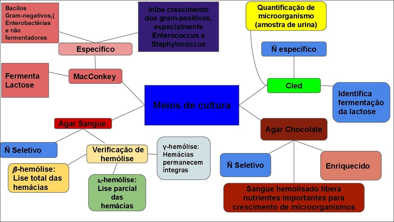 Mapa mental com Bacilos no centro, ramificando-se para Quantificação de e Inibe crescimento