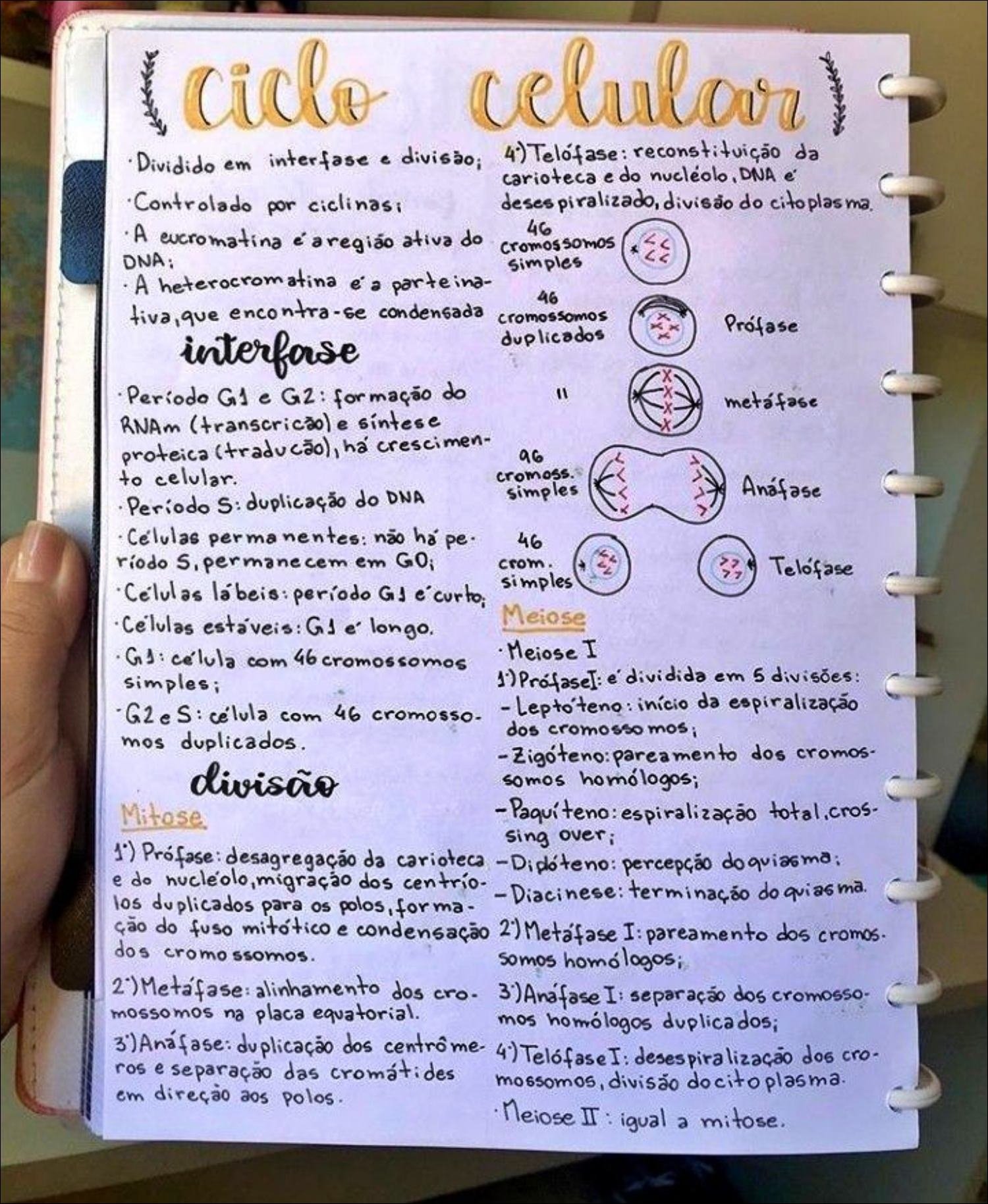 Mapa mental com ciclo celular no centro, ramificando-se para da e Dividido em interfase e divisão
