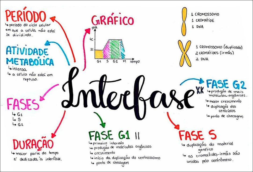 Resumo de Ciclo Celular: diferentes fases e divisão! - Sanar Medicina