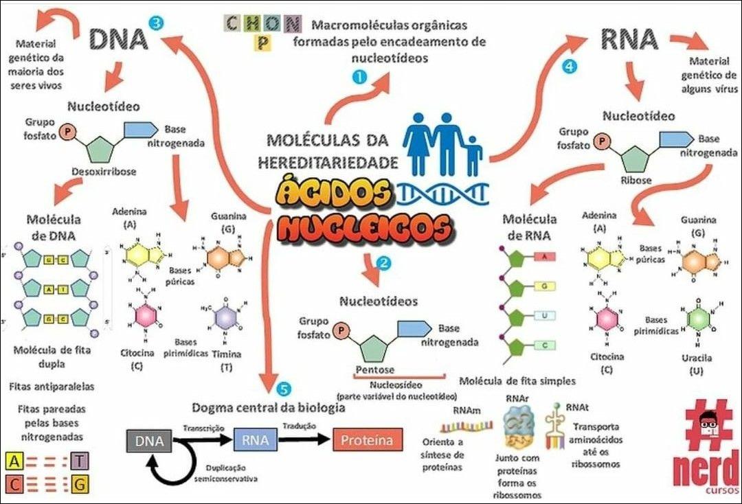 Mapas Mentais sobre DUPLICAÇÃO DO DNA - Study Maps  Duplicação do dna,  Replicação do dna, Transcrição e tradução