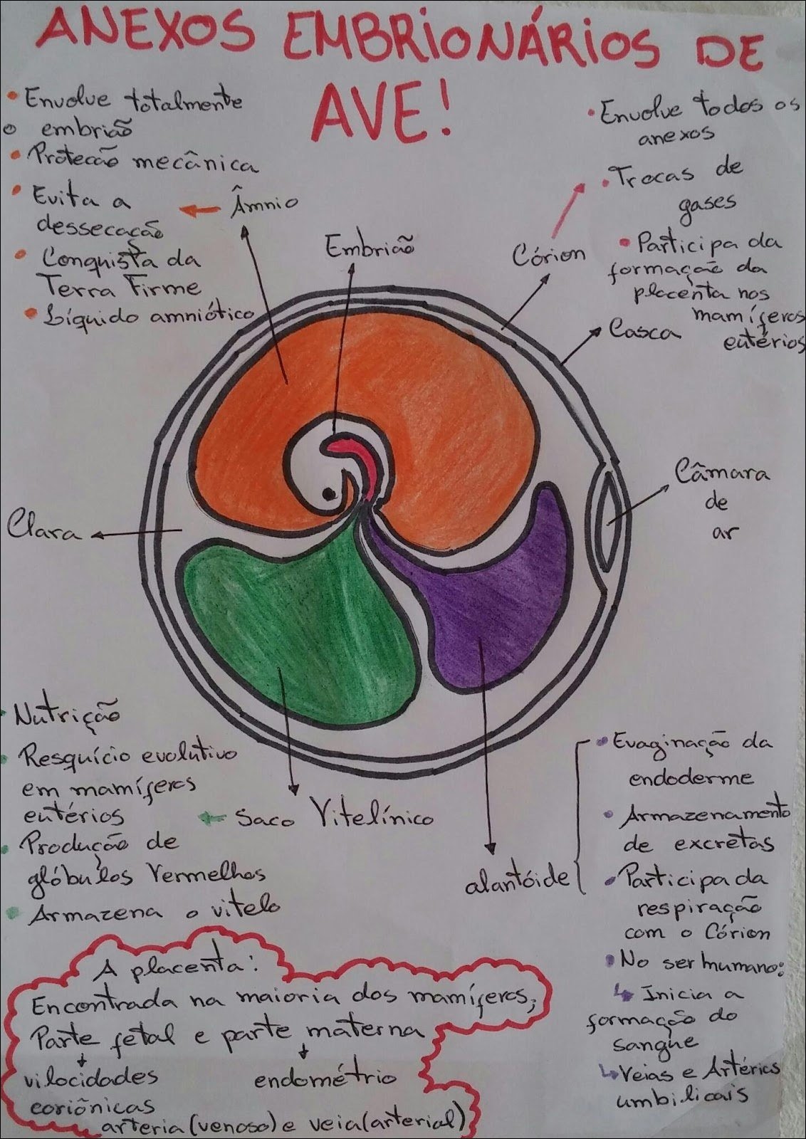 Mapas Mentais Sobre ANEXOS EMBRIONARIOS Study Maps
