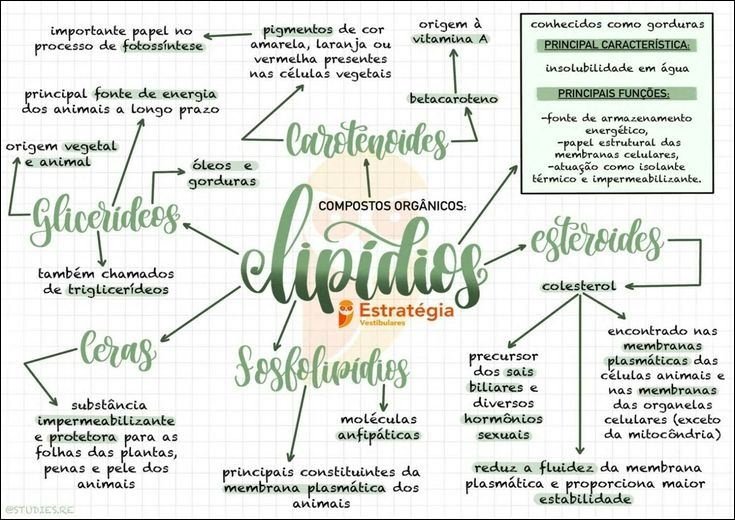 Mapa mental com Glicerídeos no centro, ramificando-se para energia e armazenamento de lipídios