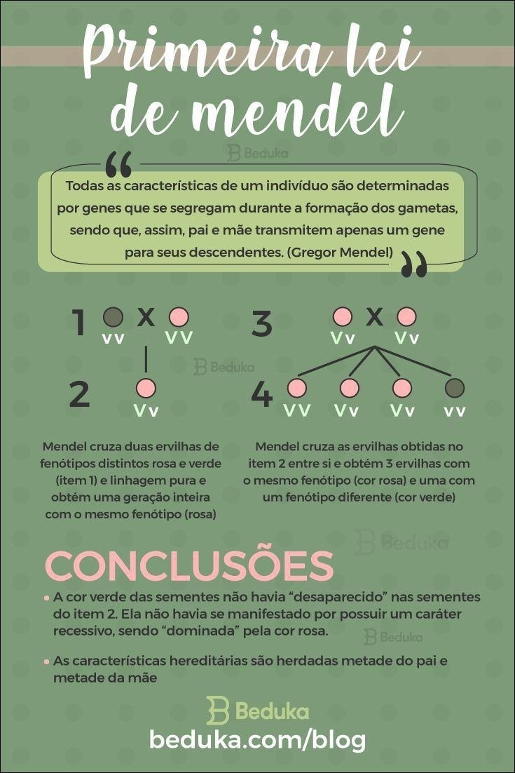 Mapa mental com Primeira lei no centro, ramificando-se para de mendel e B Beduka