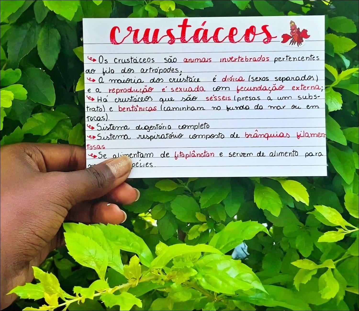 Mapa mental com crustáceos no centro, ramificando-se para Os crustaceos são animals invertebrados pertencentes e ao filo dos artrópodes